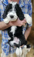 Bernedoo Fg, a female Bernedoodle for sale in Urbana, OH – 3 of 10