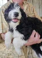 Bernedoodle Fb, a female Bernedoodle for sale in Urbana, OH – 6 of 10