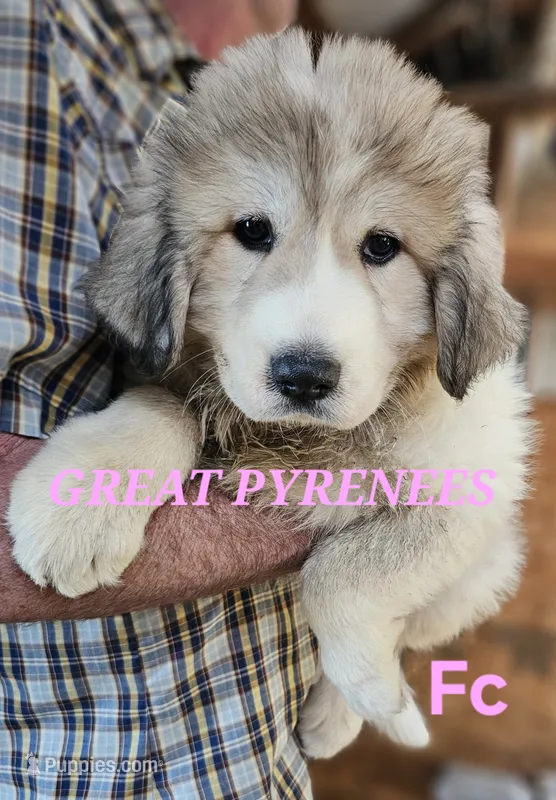 Poppys Fc – Great Pyrenees puppy for sale in Urbana, OH
