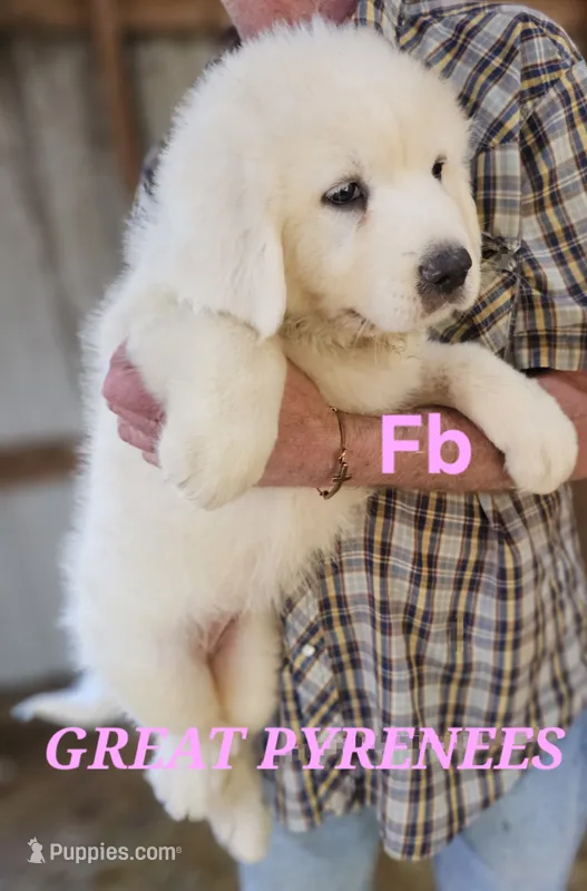 Poppys Fb – Great Pyrenees puppy for sale in Urbana, OH