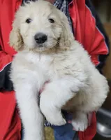 PYREDOODLE Ma, a male Great Pyrenees and Poodle - Standard  for sale in Urbana, OH – 8 of 10