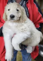 PYREDOODLE Ma, a male Great Pyrenees and Poodle - Standard  for sale in Urbana, OH – 10 of 10