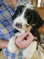 Bernedoo Fa, a female Bernedoodle for sale in Urbana, OH – 10 of 10