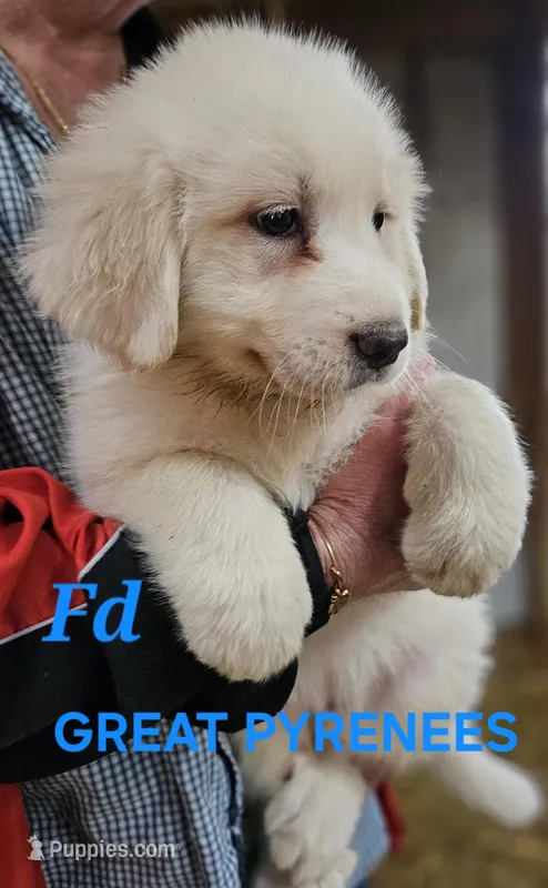 Cardigans Fd – Great Pyrenees puppy for sale in Urbana, OH