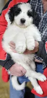 PYREDOODLE Mb, a male Great Pyrenees and Poodle - Standard  for sale in Urbana, OH – 4 of 10