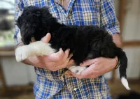 Bernedoo Fc, a female Bernedoodle for sale in Urbana, OH – 7 of 10