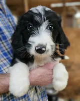 Bernedoo Fb, a female Bernedoodle for sale in Urbana, OH – 7 of 10