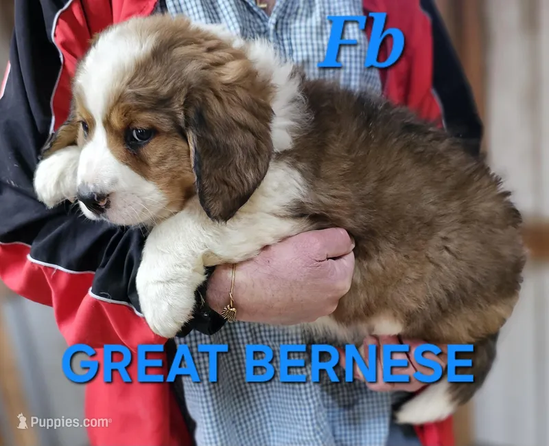 Sophies Fb – Bernese Mountain Dog puppy for sale in Urbana, OH