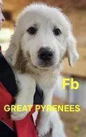 Cardigans Fb, a female Great Pyrenees for sale in Urbana, OH – Photo 2 of 10