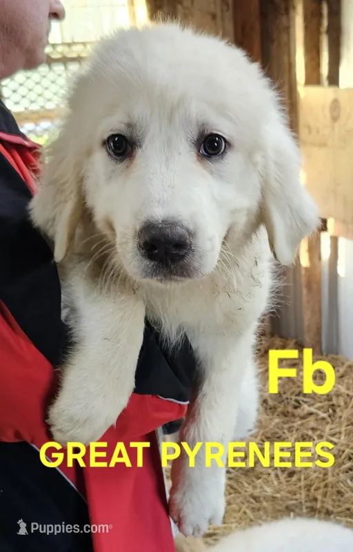 Cardigans Fb – Great Pyrenees puppy for sale in Urbana, OH