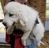 Cardigans Fb, a female Great Pyrenees for sale in Urbana, OH – Photo 7 of 10
