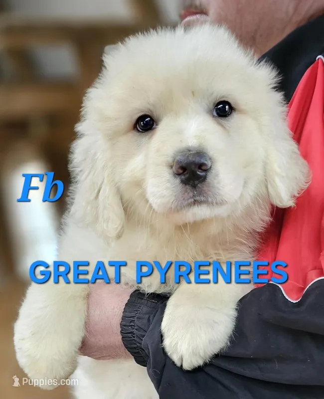 Cardigans Fb – Great Pyrenees puppy for sale in Urbana, OH