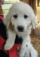 Cardigans Fb, a female Great Pyrenees for sale in Urbana, OH – Photo 3 of 10