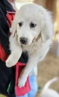 Cardigans Fb, a female Great Pyrenees for sale in Urbana, OH – Photo 6 of 10