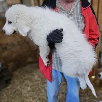 Cardigans Fb, a female Great Pyrenees for sale in Urbana, OH – Photo 10 of 10