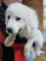 Cardigans Fb, a female Great Pyrenees for sale in Urbana, OH – Photo 4 of 10