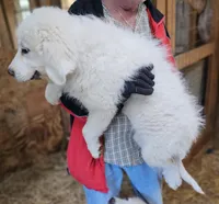 Cardigans Fb, a female Great Pyrenees for sale in Urbana, OH – Photo 9 of 10