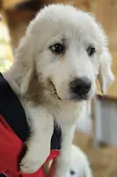 Cardigans Fb, a female Great Pyrenees for sale in Urbana, OH – Photo 8 of 10