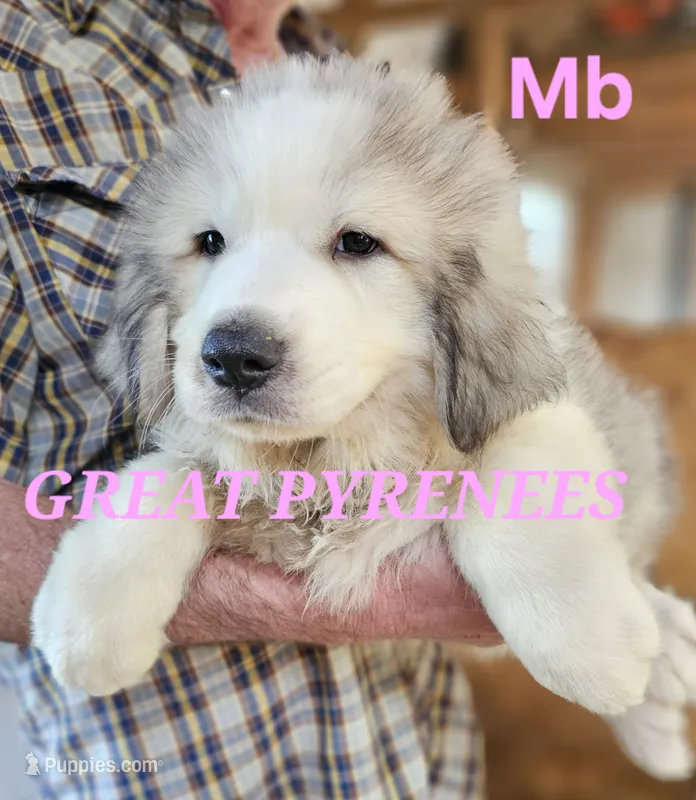 Poppys Mb – Great Pyrenees puppy for sale in Urbana, OH