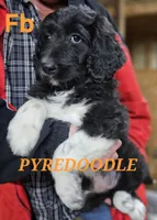 PYREDOODLE Fb, a female Great Pyrenees and Poodle - Standard  for sale in Urbana, OH – 2 of 10