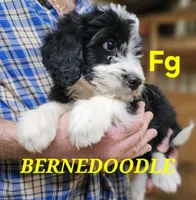 Bernedoo Fg, a female Bernedoodle for sale in Urbana, OH – 2 of 10