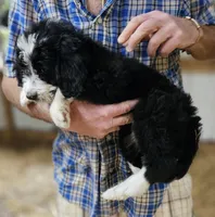 Bernedoo Fg, a female Bernedoodle for sale in Urbana, OH – 10 of 10