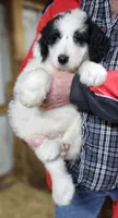 PYREDOODLE Mb, a male Great Pyrenees and Poodle - Standard  for sale in Urbana, OH – 6 of 10