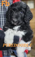 PYREDOODLE Fb, a female Great Pyrenees and Poodle - Standard  for sale in Urbana, OH – 1 of 10