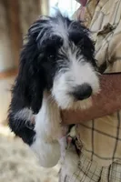 Bernedoodle Fa, a female Bernedoodle for sale in Urbana, OH – 2 of 10