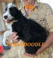 Bernedoodle Fe, a female Bernedoodle for sale in Urbana, OH – 1 of 10