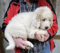 PYREDOODLE Fa, a female Great Pyrenees and Poodle - Standard  for sale in Urbana, OH – 8 of 10