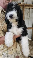Bernedoodle Fc, a female Bernedoodle for sale in Urbana, OH – 9 of 10