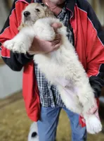 PYREDOODLE Ma, a male Great Pyrenees and Poodle - Standard  for sale in Urbana, OH – 7 of 10