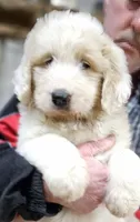 PYREDOODLE Fa, a female Great Pyrenees and Poodle - Standard  for sale in Urbana, OH – 2 of 10