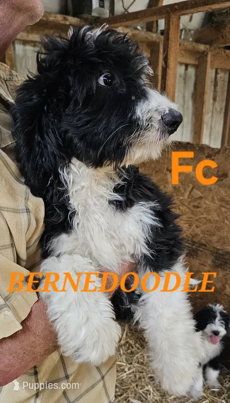 Bernedoodle Fc – Bernedoodle puppy for sale in Urbana, OH