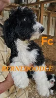 Bernedoodle Fc, a female Bernedoodle for sale in Urbana, OH – 1 of 10