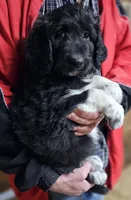 PYREDOODLE Fb, a female Great Pyrenees and Poodle - Standard  for sale in Urbana, OH – 10 of 10