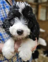 Bernedoo Fe, a female Bernedoodle for sale in Urbana, OH – 8 of 10
