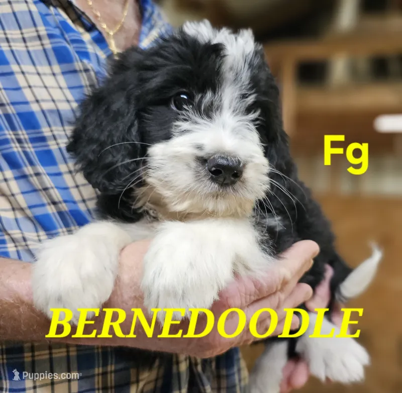 Bernedoo Fg – Bernedoodle puppy for sale in Urbana, OH