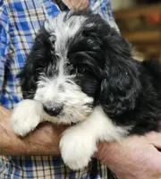 Bernedoo Fg, a female Bernedoodle for sale in Urbana, OH – 8 of 10