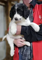 PYREDOODLE Fc, a female Great Pyrenees and Poodle - Standard  for sale in Urbana, OH – 2 of 10