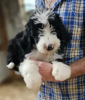 Beredoo Ma, a male Bernedoodle for sale in Urbana, OH – 2 of 10