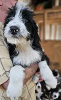 Bernedoodle Fe, a female Bernedoodle for sale in Urbana, OH – 6 of 10