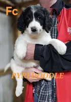 PYREDOODLE Fc, a female Great Pyrenees and Poodle - Standard  for sale in Urbana, OH – 8 of 10