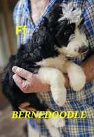 Bernedoo Ff, a female Bernedoodle for sale in Urbana, OH – 2 of 10