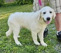 Crissas Female , a female Great Pyrenees for sale in Urbana, OH – 6 of 10