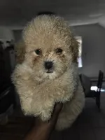 Meatball ckc, a male Poodle - Toy  for sale in Cranston, RI – 2 of 2