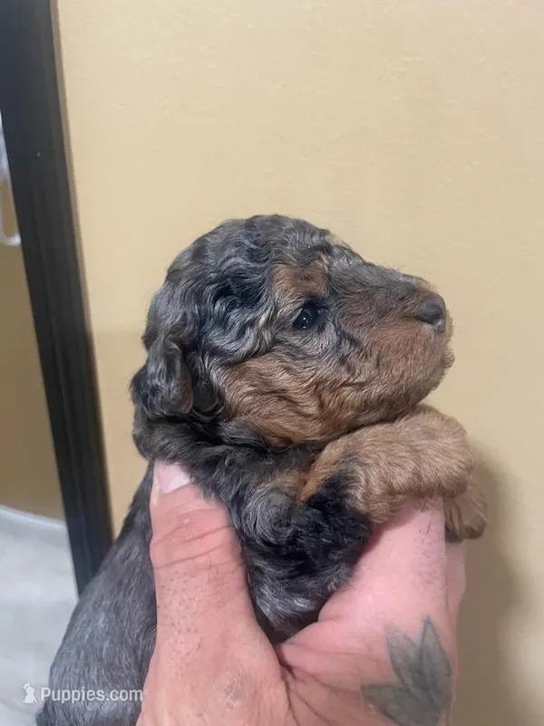 Merle phantom  – Poodle - Toy  puppy for sale in Cranston, RI