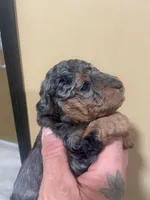 Merle phantom , a female Poodle - Toy  for sale in Cranston, RI – 1 of 1