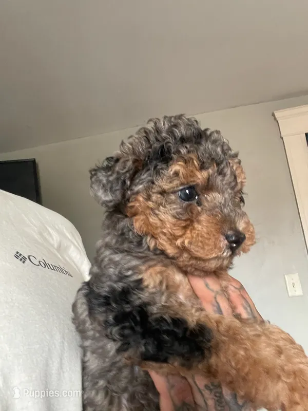 Merle phantom  – Poodle - Toy  puppy for sale in Cranston, RI